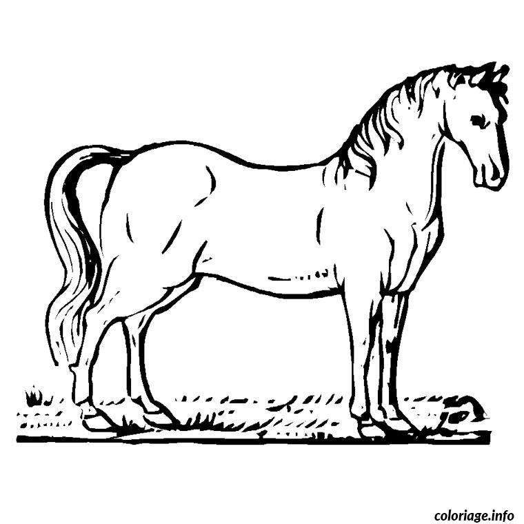 Coloriage De Cheval Et Poulain