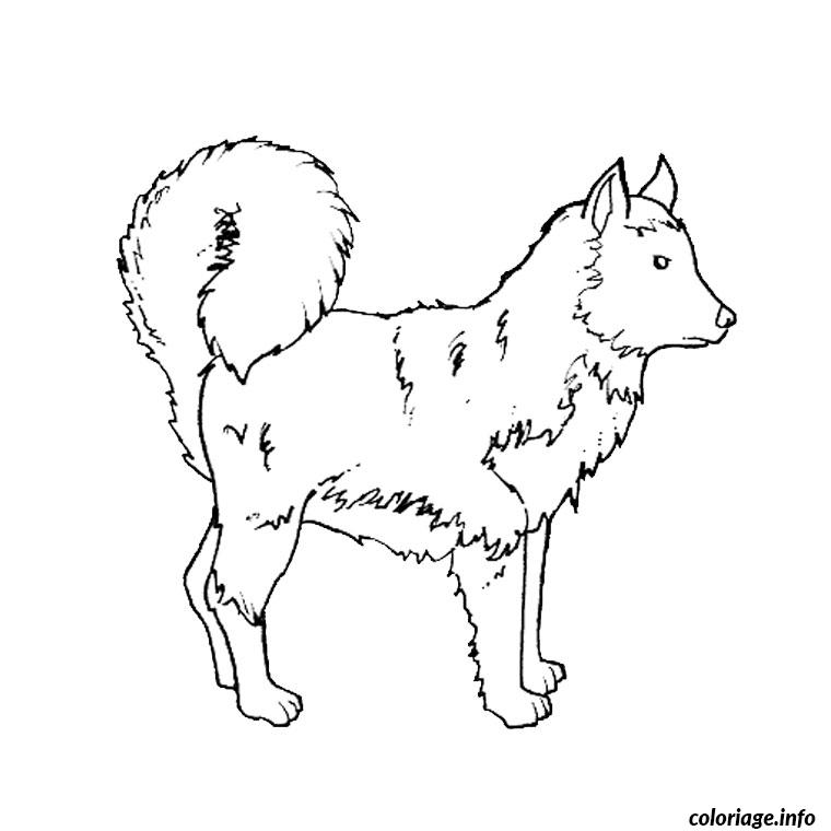 Coloriage De Chien Husky