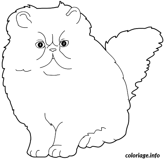 chat himalayen colorpoint coloriage 8310