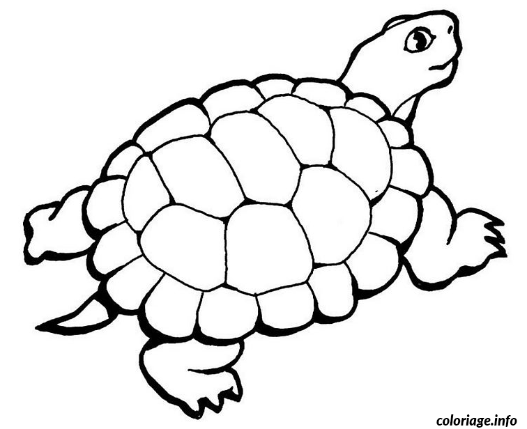 image clipart tortue - photo #28