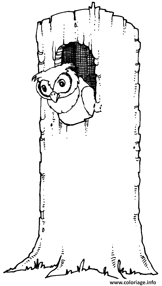 Coloriage un hibou dans un tronc d arbre  JeColorie.com