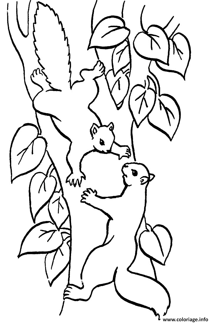 coloriage deux ecureuils sur une branche d arbre dessin