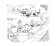 animaux australie dessin à colorier