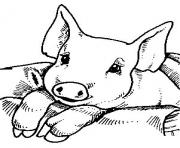 Coloriage un cochon qui mange du boeuf dessin