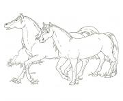 Coloriage cheval et poulain