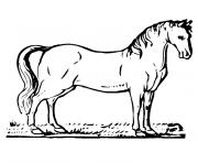 Coloriage cheval et poulain dessin