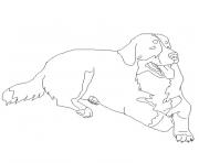 chien bouvier bernois dessin à colorier
