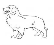 chien golden retriever dessin à colorier