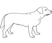 chien labrador dessin à colorier
