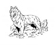 Coloriage chien de berger