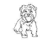 chien yorkshire dessin à colorier