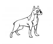 chien boxer dessin à colorier