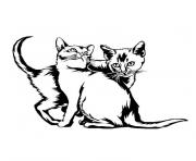 chaton et chat dessin à colorier