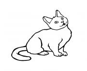 chaton chartreux dessin à colorier