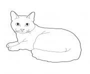 chaton maine coon dessin à colorier