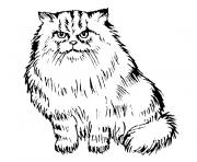 Coloriage chaton persan dessin
