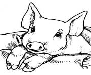 bebe cochon dessin à colorier