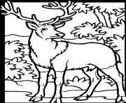 dessin animaux cerf dans un bois dessin à colorier