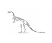 squelette dinosaure dessin à colorier