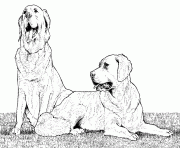 Coloriage dessin chien deux golden retreiver