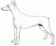 Coloriage chien loup dessin