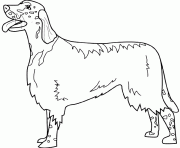 Coloriage dessin chien saint bernard dessin