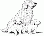 Coloriage dessin chien irish setter dessin