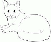 Coloriage chaton dessin