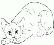 chat Devon rex dessin à colorier