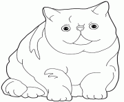 chat Exotic Shorthair dessin à colorier