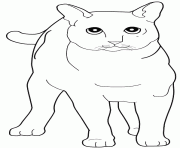 Coloriage chat Exotic Shorthair dessin