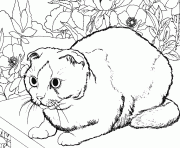 un chat dessin à colorier