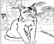 Coloriage chat realiste dessin