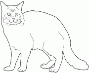 chat maine coon dessin à colorier