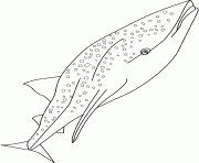 baleine requin dessin à colorier