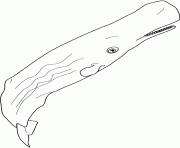 baleine sperm dessin à colorier