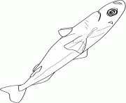 luminous shark dessin à colorier