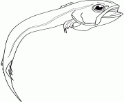 rattail fish dessin à colorier