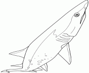 requin sandtige dessin à colorier