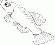 pupfish dessin à colorier