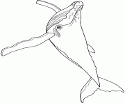 baleine humpback dessin à colorier