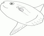 ocean sunfish dessin à colorier