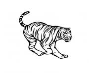tigre de siberie dessin à colorier