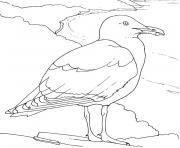 oiseaux de mer dessin à colorier