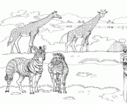 zebres et girafes dessin à colorier