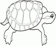 tortue avec une carapace plate dessin à colorier