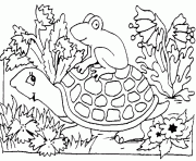 une grenouille sur la carapace de la tortue dessin à colorier