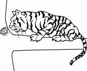 tigre sur un branche avec une coccinelle dessin à colorier
