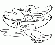 trois bebes canards dessin à colorier