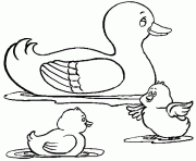 un canard avec deux canetons dessin à colorier
